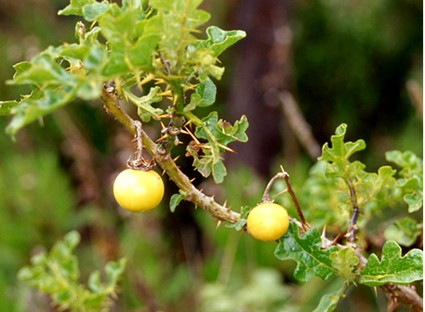 Solanum linnaeanum (=Solanum sodomaeum) / Pomo di Sodoma